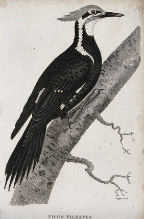 A woodpecker ( Picus Pileatus) sitting on a branch of a tree. Etching by M. Griffith.
