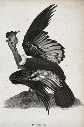 A condor sitting on the ground lifting the right wing. Etching by M. Griffith.