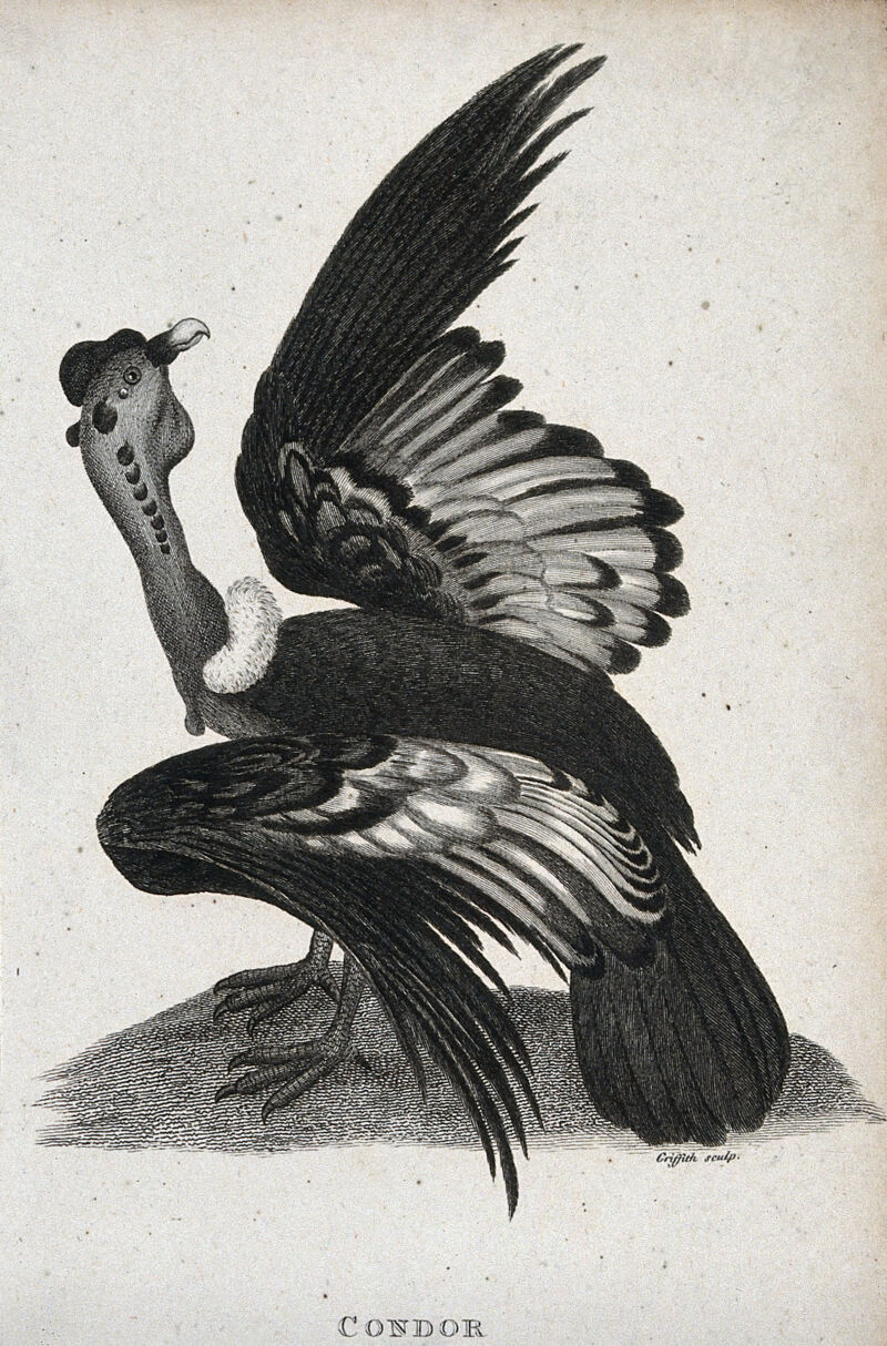 A condor sitting on the ground lifting the right wing. Etching by M. Griffith., by Moses Griffith