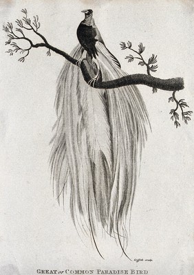 A Great or Common Paradise Bird sitting on a branch of a tree. Etching by M. Griffith.