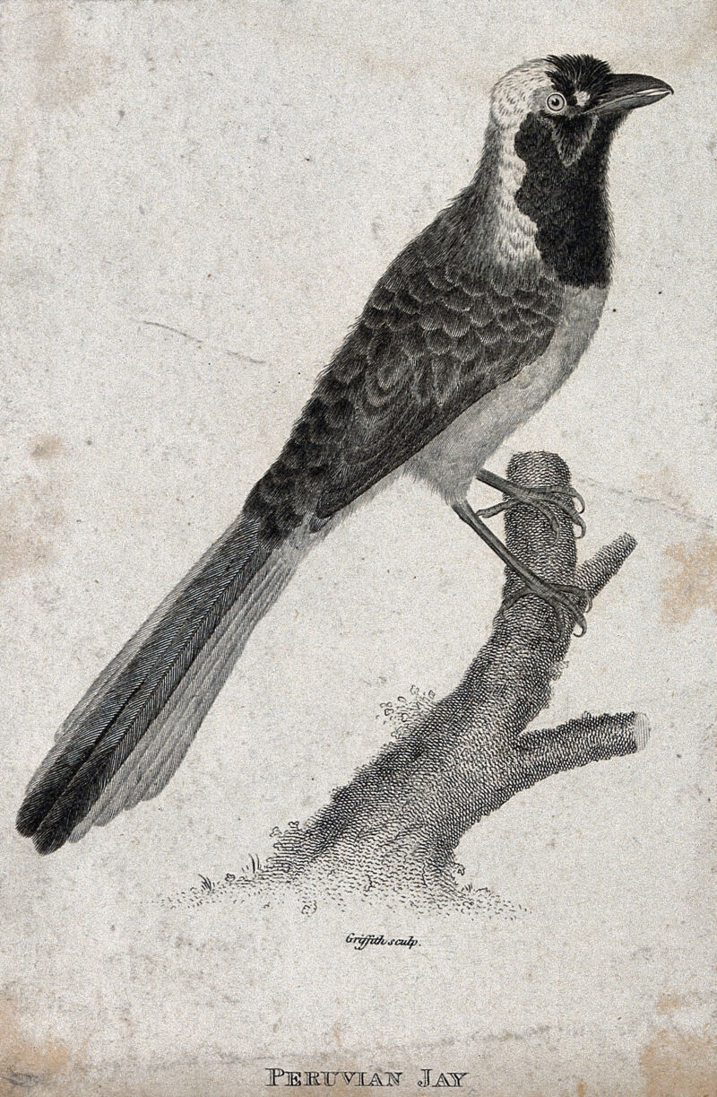 A Peruvian Jay sitting on a branch of a tree. Etching by M. Griffith., by Moses Griffith
