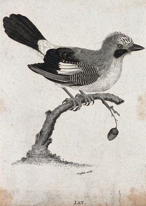 view A jay sitting on a branch of an oak tree with a dangling acorn. Etching by M. Griffith.