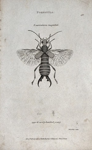 view A Forficula auricularis shown as imago with eggs and newly-hatched young. Etching by M. Griffith.