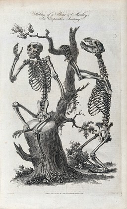 Left, the skeleton of a monkey sitting on the stump of a tree. Right, the skeleton of a bear holding on to the branch of a tree. Engraving by W. Grainger after T. Richards.