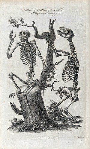 view Left, the skeleton of a monkey sitting on the stump of a tree. Right, the skeleton of a bear holding on to the branch of a tree. Engraving by W. Grainger after T. Richards.