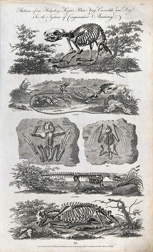 The skeleton of a hedgehog, lizard, bat, frog, crocodile and dog. Engraving.