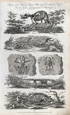 The skeleton of a hedgehog, lizard, bat, frog, crocodile and dog. Engraving.