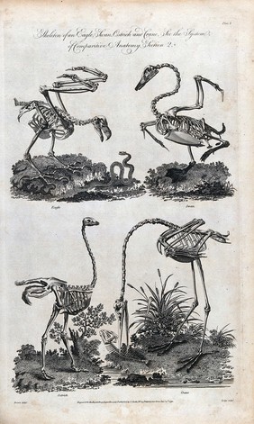 The skeletons of an eagle, swan, ostrich and a crane. Engraving by Lodge after Brown.