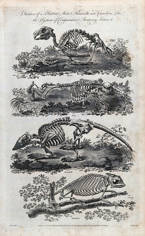 The skeletons of a rabbit, a mole, an armadillo and a chameleon. Engraving by Lodge after Brown.