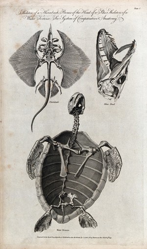 view The skeletons of a ray (Thornback), bones of the head of a pike and the skeleton of a water tortoise. Engraving.