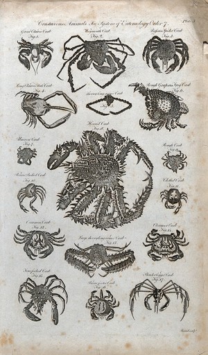 view Seventeen crustaceans, including the Commmon crab, the Cleanser crab and the Rough crab. Engraving by J. Record.