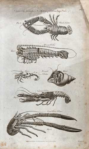 view Six crustaceans, including the Hermit lobster, the Norway lobster and the Long-clawed lobster. Engraving by J. Record.