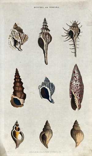 view Nine marine gastropod molluscs of the family Buccinidae (whelks). Coloured engraving.