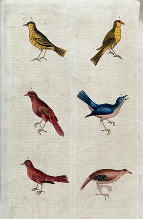 Six different birds numbered from 1 to 6. Coloured etching.