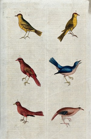 view Six different birds numbered from 1 to 6. Coloured etching.