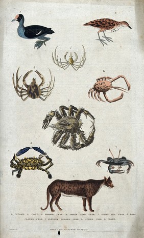 Above, a coot, a crake and three crabs; below, three crabs and a cougar. Coloured etching.