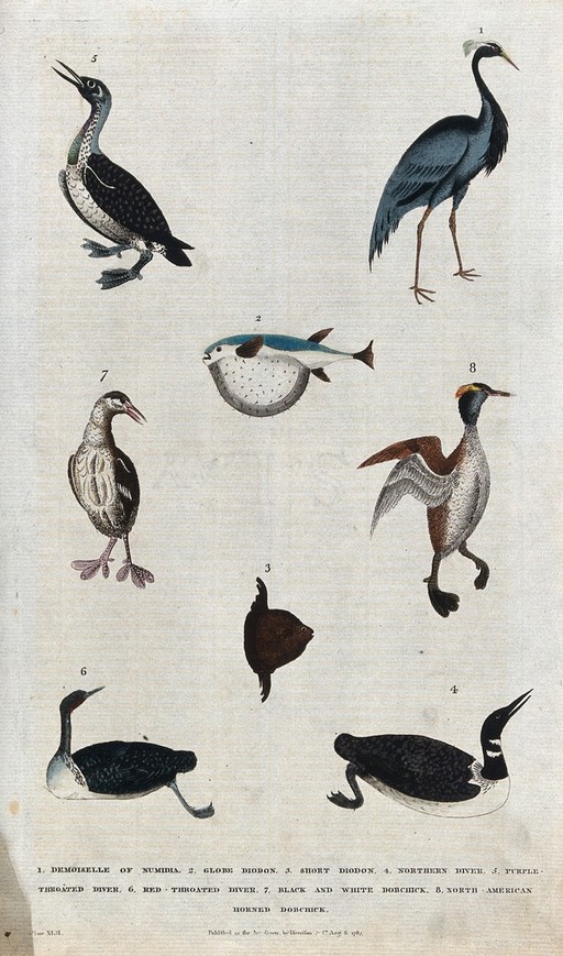 Above, a waterbird, a crane and a fish; below, four waterbirds and a fish. Coloured etching.