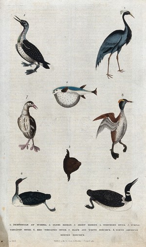 view Above, a waterbird, a crane and a fish; below, four waterbirds and a fish. Coloured etching.