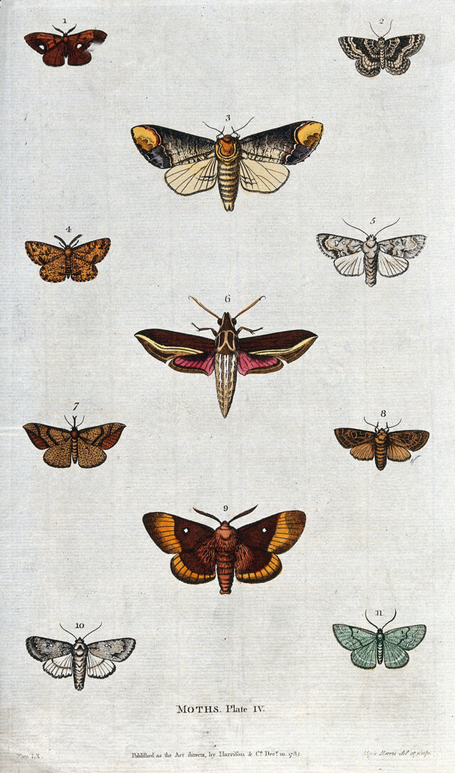 Images Of Different Moths