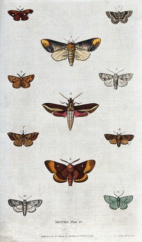 Eleven different moths. Coloured etching by M. Harris.