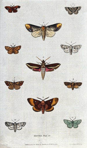 view Eleven different moths. Coloured etching by M. Harris.