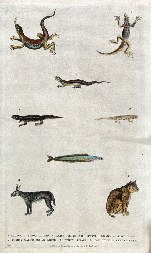 Above, four different lizards; below, a launce (sand eel), a Persian lynx and a Bay lynx. Coloured etching.