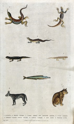 Above, four different lizards; below, a launce (sand eel), a Persian lynx and a Bay lynx. Coloured etching.