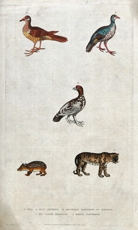 Above, three different species of partridges; below, a paca (tailless rodent) and a panther. Coloured etching.