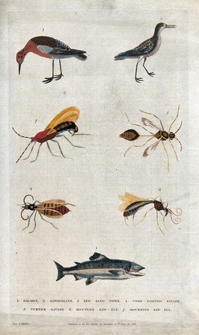 Above, a Red Sandpiper, a Sanderling, a Mourning Sawfly and a Turner Savage; below, a Combfooted Savage, a Mottled Sawfly and a salmon. Coloured etching.