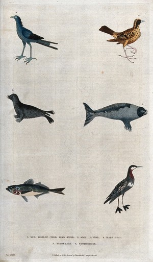 view Above, two birds, a two seals; below, a scad and a sand-piper. Coloured etching.