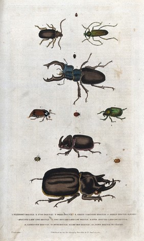 Twelve beetles (insects of the order Coleoptera). Coloured etching.