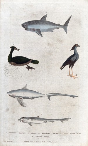 view Above, a shark, a serpent eater and a shag (cormorant); below, two sharks. Coloured etching.