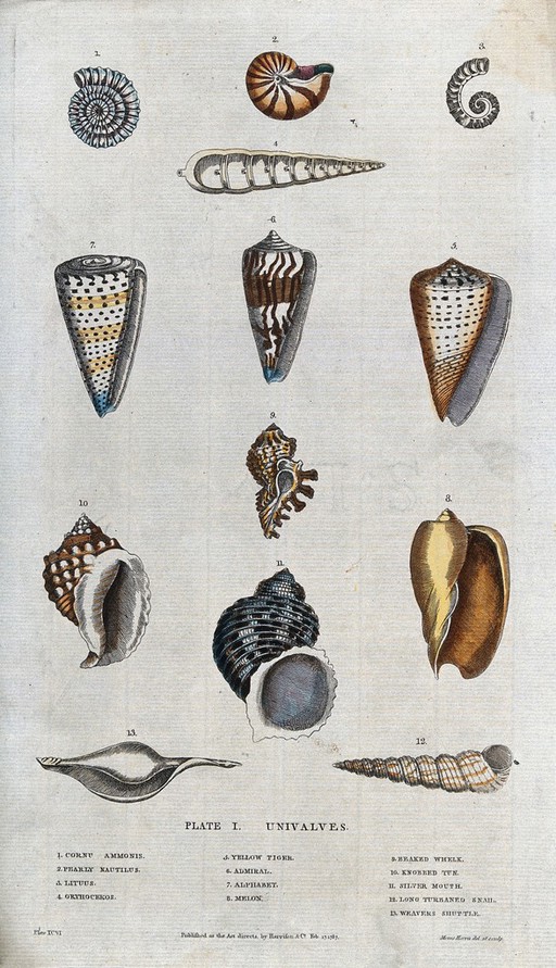 Twelve univalve molluscs. Coloured etching by M. Harris.