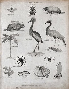 Above, two bees, two marmots, a tropical palm, a heron and a crane; below, two spiders, a treelike plant, two fish and a tunicate animal of the class Ascidiacea. Engraving by Heath.