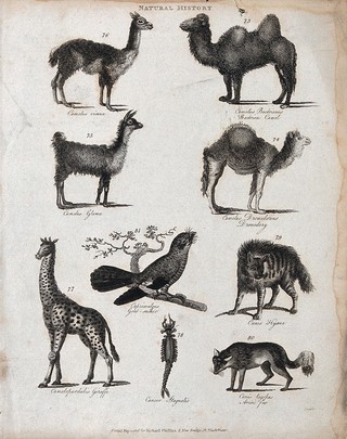 Above, two camels, a llama and and a dromedary; below, a giraffe, a goatsucker (nightjar), a hyena, a crab (cancer) and an arctiv fox. Etching by Heath.