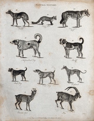 Above, a jackall, a fox, a wolf and two dogs; below, a bulldog, a Coach dog, a greyhound, a chamois goat and an ibex. Etching by Heath.