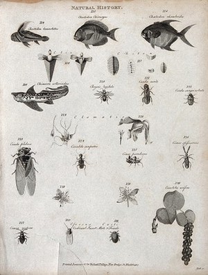 view Above, three fish, four chitons (marine molluscs), a chimaera (a cartilaginous fish of the family Chimeridae), a chrysis (quiescent pupa of butterfly or moth), a cicada, two clematis flowers and three insects; below, flowers and sprig of the coccoloba and a male and a female cochineal insect. Engraving by Heath.