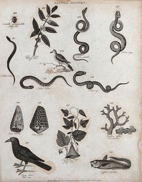 Above, a ladybird, a sprig of a coffee tree, five coluber snakes and a brown indian dove; below, tendrils of the jalap tree, seaweed of the genus corallina, a crow and a fish. Engraving by Heath.
