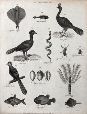 Above, two fish, two birds, a rattle snake and two beetles; below, a mexican cuckoo, three molluscs, a palmtree, two fish and a shell. Engraving by Heath.