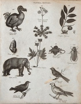 Above, a dodo, a venus flytrap, two plants, a shell, a flying dragon and a beetle; below, an elephant and three buntings. Engraving by Heath.