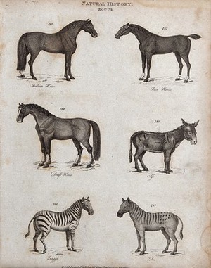 view Above, an arabian horse, a race horse, a draft horse and an ass; below, two zebras. Engraving.