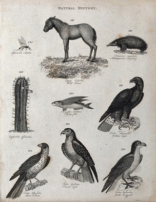 Above, an ephemera fly, a wild horse, a madagascar hedgehog, an euphorbia plant, a flying fish and a golden eagle; below, a stone falcon, a french eagle and a bald buzzard. Engraving by Heath.