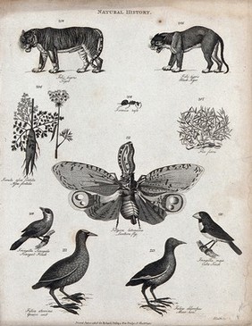 Above, two tigers, a fennel stalk and flower, an ant, and a plant; below, a lantern fly, two finches, a coot and a moor-hen. Engraving by Heath.