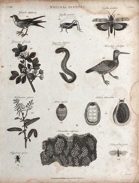 Above, a bird, a cricket, an insect, a branch and fruit of the guaiacum tree, an eel and a sea-pie; below, a sprig of a flower, three molluscs, two insects and a piece of a ferric oxide ore. Engraving by Heath.
