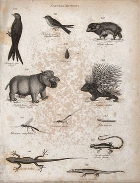 Above, a swift, a swallow, a hyrax, an insect, a hippopotamus and a porcupine; below, two insect and a caterpillar and three reptiles, including a crocodile. Engraving by Heath.