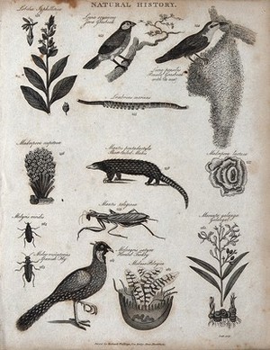 view Above, a sprig and flowers of a lobelia, two grosbeaks with a nest, an earthworm, a madrepore , a manis, and a madrepore (perforated coral); below, a beetle, a mantis, a spanish fly, a turkey, a jellyfish (medusa), and a bulbuos plant. Engraving by Heath.