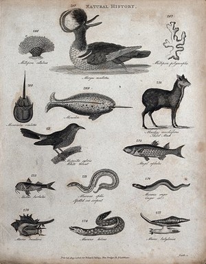 view Above, two reef building corals (millepora), a diving bird, a narwhal (monodon), a mollusc and a musk deer; below, a small warbler (whitethroat), two fish, a sea serpent, a conger eel, two molluscs (murices) and a mureana. Engraving by Heath.