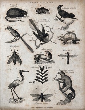 view Above, a musk rat, a lemming, three birds and a weasel (mustela); below, three insects, a stoat, a bird, a sprig and fruits of myrtle, and an ant eater on a tree trunk. Engraving by Heath.