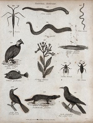 view Above, an insect, three gastropod molluscs, a guinea hen and a prickly ophidian; below, an ostracean, a tobacco plant, two insects, two orioles, and an ornithoryncus. Engraving by Heath.