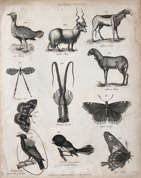 Above, a bird, a Cretan sheep and two African sheep, an insect and a mollusc; below, three butterflies, a bird of paradise and a titmouse. Engraving by Heath.
